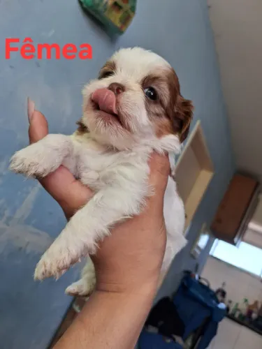 Fêmeas 