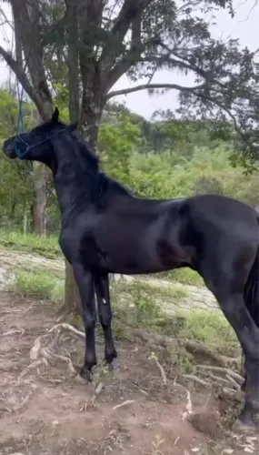  Venda de cobertura de cavalo 