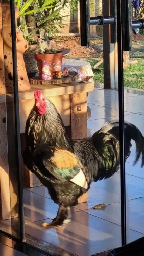 Galo Brahma Grande
