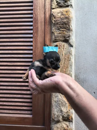 Pinscher lindo