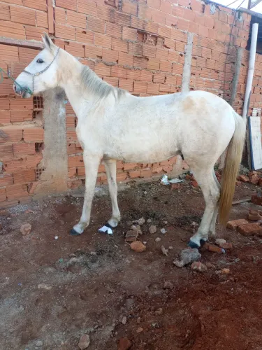 Cavalo marcha picada