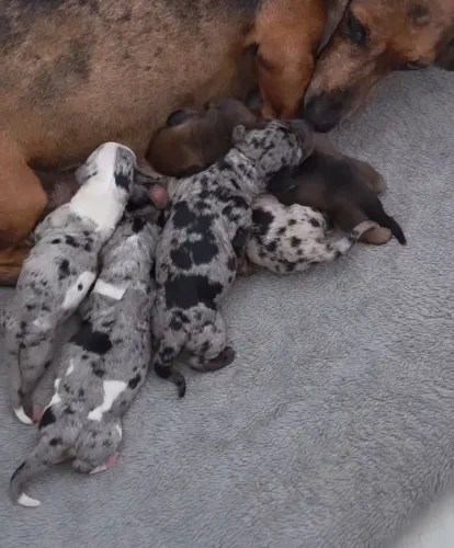 Dachshund alerquim 