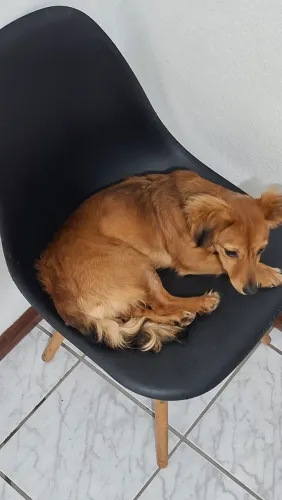 Doação de cadela