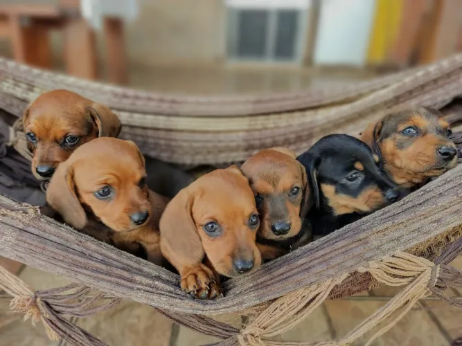 Filhotes De Dachshund / Teckel / Basset Salsichinha Canela Puro