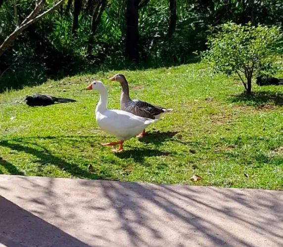 Casal de gansos