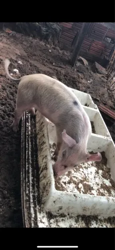 porco, bacuri ainda bom todo de saude