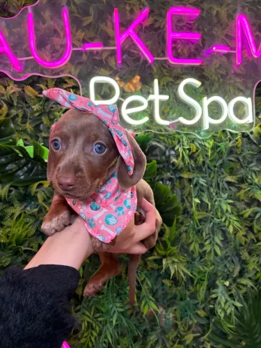 Dachshund fêmea linda !!!