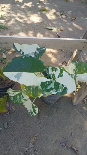 Mudas( plantas ornamentais)