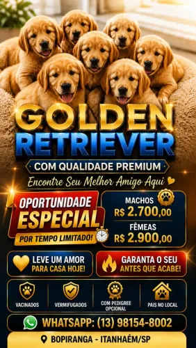 Filhotes de Golden Retriever