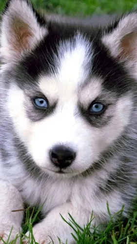 Husky Siberiano Chegara no Momento Exato