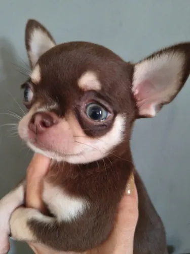 Chihuahua fêmeas e machos disponíveis