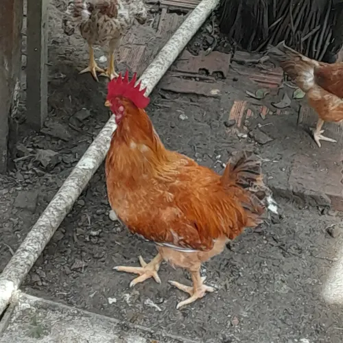 Vendo galo e galinha