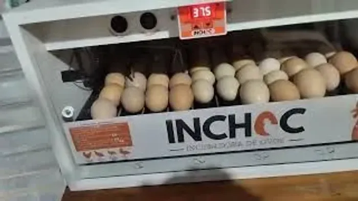 Chocadeira