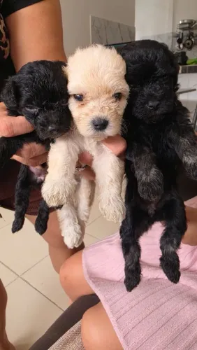 Vendo filhotes de poodle toy R$400