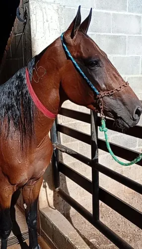 Cavalo trotador