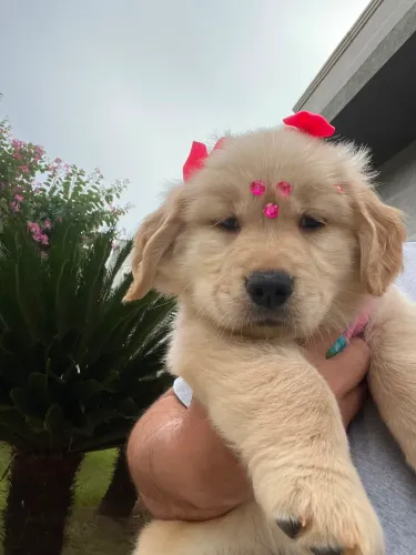 Lindos Filhotes de Golden retriever disponível BAURU 