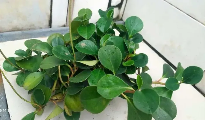 Plantas Naturais Vendo URGENTE. Leia a Descrição.