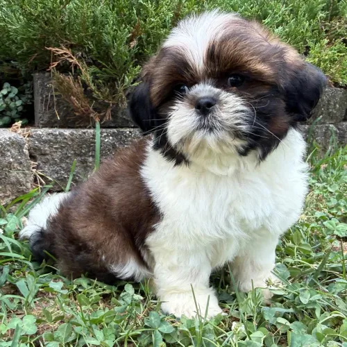 Shih tzu:Encontre aqui o seu melhor amigo 