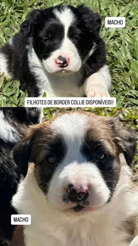 Filhotes de Border Collie!