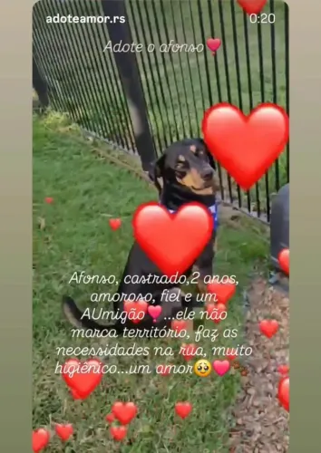 Adote um AUmigo!