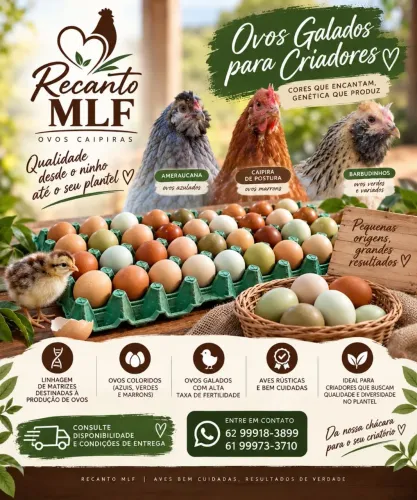 Ovos coloridos, Ameraucana e Marans