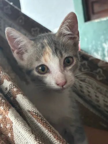 Gatinha fêmea para adoção