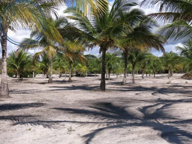 TERRENO PÉ NA AREIA EM CANAVIEIRAS, FUNDO PARA RIO, IDEAL PARA HOTÉIS, RESORTS, VILLAGES!
