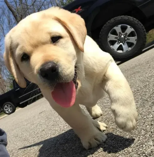 Labrador Um laço que se firma com convivência