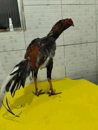 Galo de raça de muita fibra