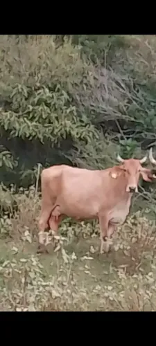 Vaca Gir leiteiro 