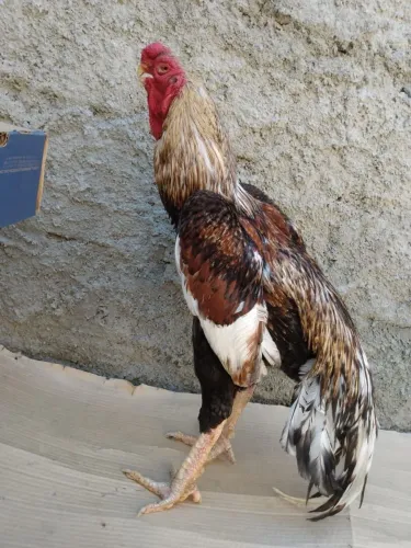 Galo Bico curto