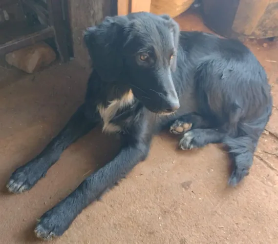 Doação de uma cachorra border collie 