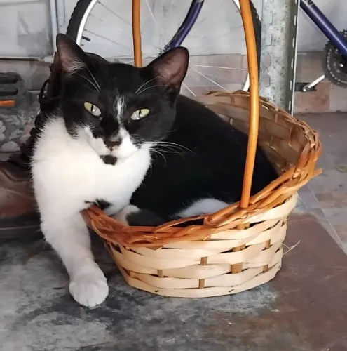 Doação de gatas