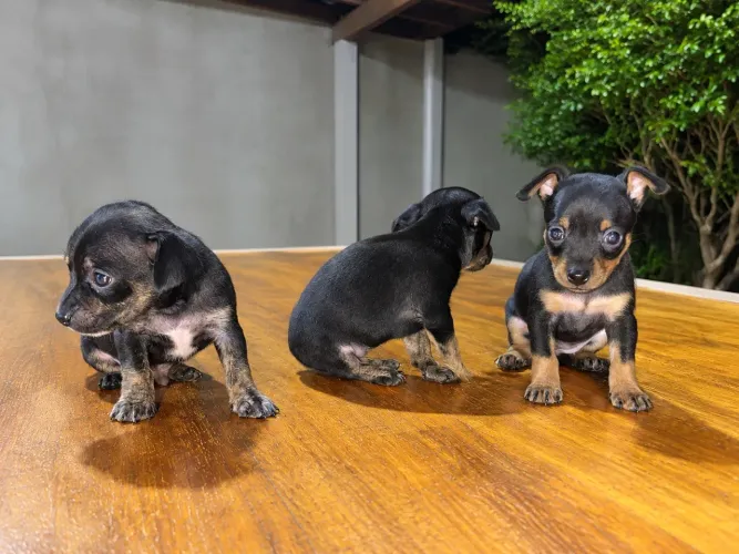 FILHOTES DE PINSCHER 1