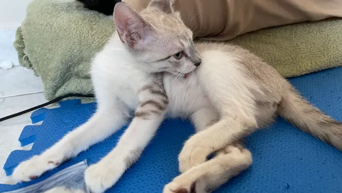 Doação gatinha 3 meses fêmea