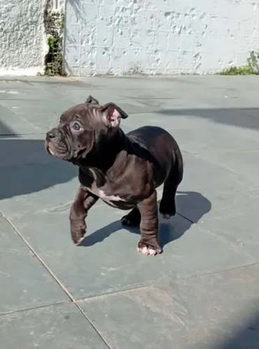 American Bully XL Fêmea