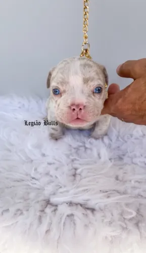 Exotic Bully Alto Padrão Genético Nano