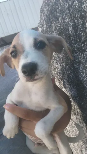 Cachorrinhos