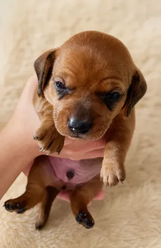 Filhote de dachshund - salsichinha
