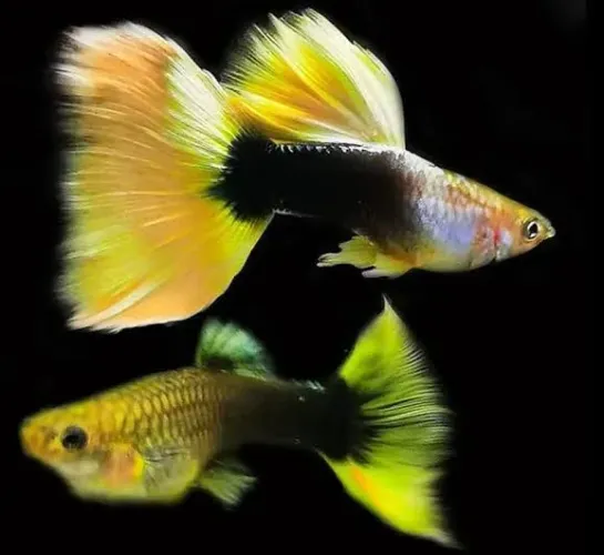 GUPPIES