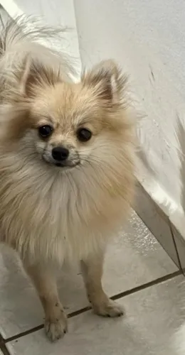Lulu da Pomerânia fêmea anã - Spitz Alemão
