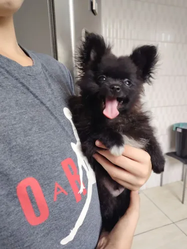Filhote spitz alemão 