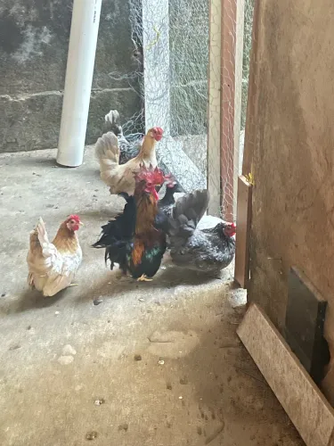 Galo e Galinha Garnizé Nagasaki pura