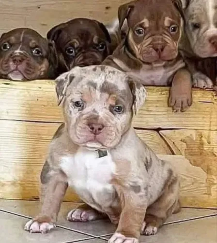 american bully exótico 