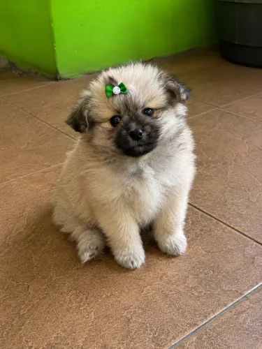 Lulu da pomerania anã fêmea legítima já vacinada 
