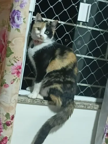 Doação de gat tricolor