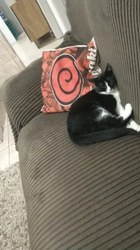 Animais 
