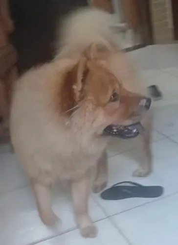 Chow chow