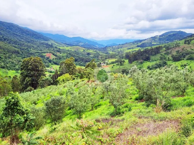 Terreno alto de montanha com 1.500 pés oliveira produzindo à venda, 72600 m² por R$ 1.650.