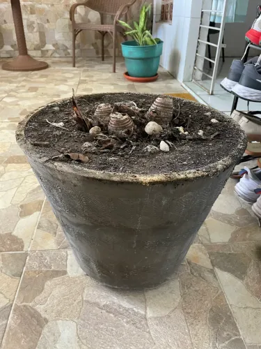 Vaso de planta